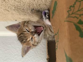 Fezco -  Domestic Short Hair Cat for Adoption in Diamond Springs, California - Fezco | PetCurious