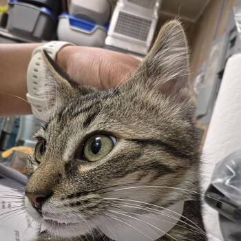 Bugatti -  Domestic Short Hair Cat for Adoption in Leander, Texas - Bugatti | PetCurious