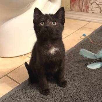 Rescue Domestic Short Hair Cats for Adoption in Wichita, Kansas - Cannoli | PetCurious