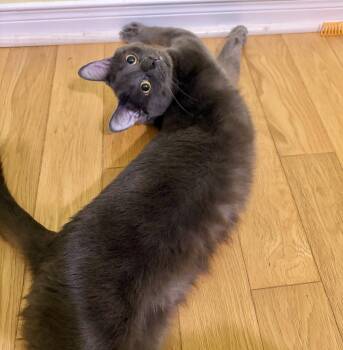 Benny aka Baby (bonded with Samba) -  Domestic Short Hair Cat for Adoption in Vaughan, Ontario - Benny Aka Baby (bonded With Samba) | PetCurious