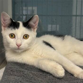 Flannel -  Domestic Short Hair Cat for Adoption in East Hanover, New Jersey - Flannel | PetCurious