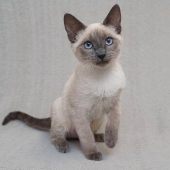 Lilah -  Domestic Short Hair and Siamese Cat for Adoption in Sunnyvale, California - Lilah | PetCurious