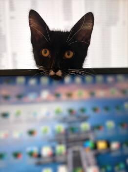 Indus -  Tuxedo Cat for Adoption in Wheeling, Illinois - Indus | PetCurious