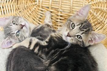 Rescue Tabby Cats for Adoption in Killingly, Connecticut - Anya & Abigail (bonded Sisters) | PetCurious