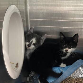 TRACK STAR -  Domestic Medium Hair Cat for Adoption in Greensboro, North Carolina - TRACK STAR | PetCurious