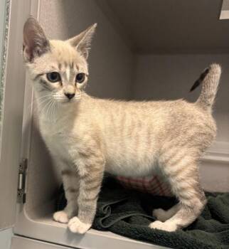Mandy -  Siamese Cat for Adoption in Stratham, New Hampshire - Mandy | PetCurious