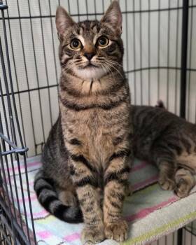 Domestic Short Hair Cats Available for Adoption - Dakota | PetCurious