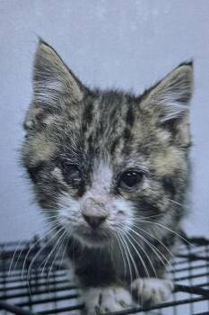 Domestic Short Hair Cats Available for Adoption - Mistletoe | PetCurious