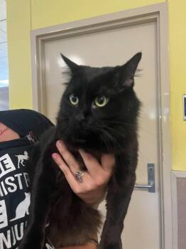 Sunshine -  Domestic Medium Hair Cat for Adoption in Rockwall, Texas - Sunshine | PetCurious