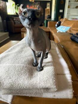 Rue -  Sphynx Hairless Cat Cat for Adoption in Los Angeles, California - Rue | PetCurious