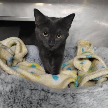 Kut -  Domestic Medium Hair Cat for Adoption in San Jacinto, California - Kut | PetCurious
