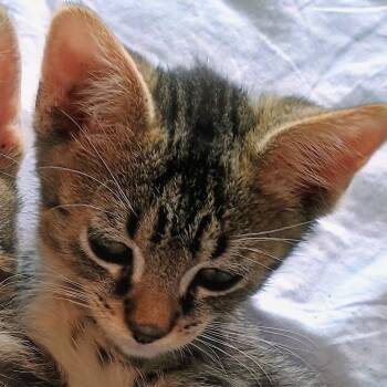 Domestic Short Hair Cats Available for Adoption in Wappingers Falls, New York - Kyle | PetCurious