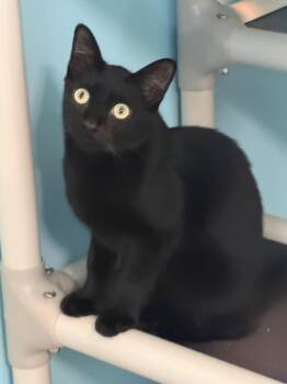 Wamba -  Bombay Cat for Adoption in Mears, Michigan - Wamba | PetCurious