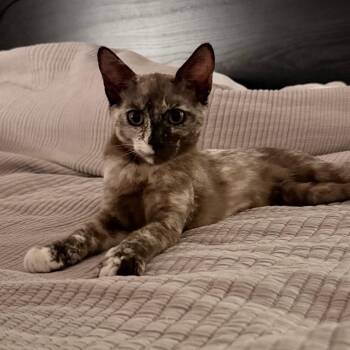 Chicken -  Domestic Short Hair Cat for Adoption in Los Angeles, California - Chicken | PetCurious
