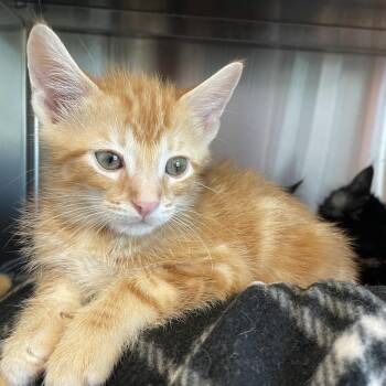 Chai -  Domestic Medium Hair Cat for Adoption in Madisonville, Tennessee - Chai | PetCurious