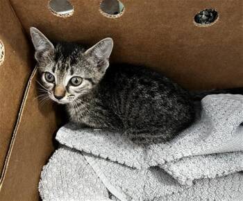 PHEBE -  Domestic Medium Hair Cat for Adoption in Dallas, Texas - PHEBE | PetCurious