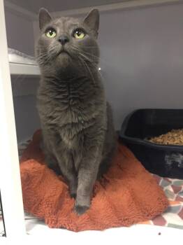 Domestic Short Hair Cats Available for Adoption in Youngtown, Arizona - Leia 26 | PetCurious