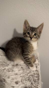 Rescue Domestic Short Hair Cats for Adoption in Mason City, Iowa - Sky Dancer | PetCurious