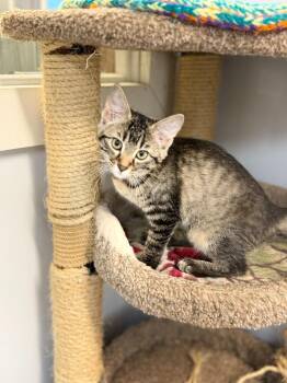 MUFFER -  Domestic Short Hair Cat for Adoption in Algona, Iowa - MUFFER | PetCurious
