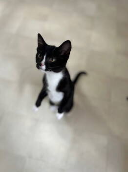 Rescue Tuxedo Cats for Adoption in Berkeley Springs, West Virginia - Chili (aka Ellie) | PetCurious