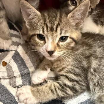 Domestic Short Hair Cats Available for Adoption in Troy, Virginia - Buttercup | PetCurious