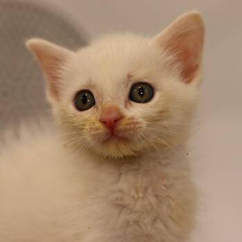 Alvin -  Domestic Short Hair Cat for Adoption in Boulder, Colorado - Alvin | PetCurious