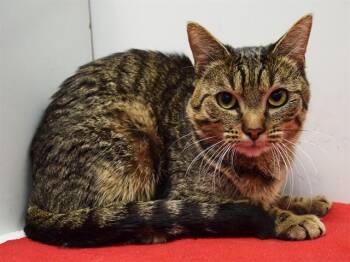 Domestic Short Hair Cats Available for Adoption in Sacramento, California - ZANE | PetCurious