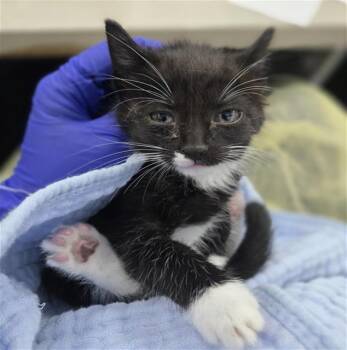Domestic Short Hair Cats Available for Adoption in Dallas, Texas - WHIRLWIND | PetCurious