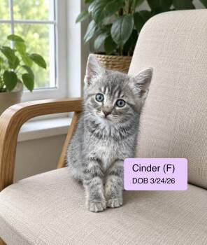 Cinder -  Tabby Cat for Adoption in Vacaville, California - Cinder | PetCurious