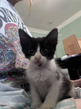 Lestat IN FOSTER -  Domestic Medium Hair and Domestic Short Hair Cat for Adoption in New Orleans, Louisiana - Lestat IN FOSTER | PetCurious