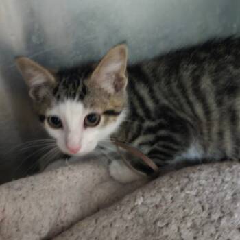 Rescue Domestic Short Hair Cats for Adoption in Hanna City, Illinois - Jason | PetCurious