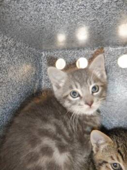 Domestic Short Hair Cats Available for Adoption in San Jose, California - A1406724 | PetCurious
