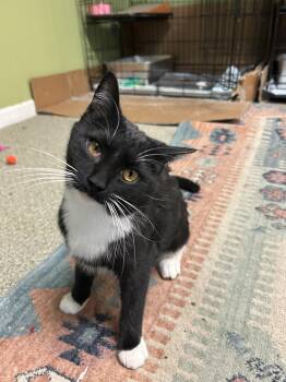 Domestic Short Hair Cats Available for Adoption - Socks | PetCurious