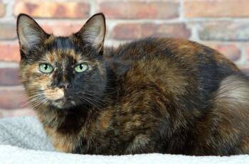 Tortoiseshell and Domestic Short Hair Cats Available for Adoption - Ella Meowling | PetCurious