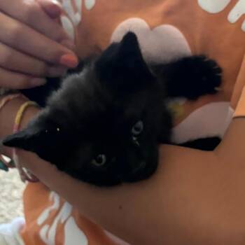 Dolly Anderson -  Domestic Short Hair Cat for Adoption in Eagle Mountain, Utah - Dolly Anderson | PetCurious