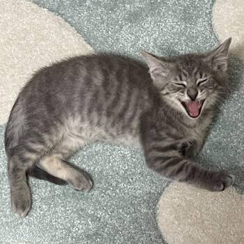 Bubbly Bingley -  Domestic Short Hair Cat for Adoption in York, Pennsylvania - Bubbly Bingley | PetCurious