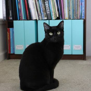 Mica [bonded with sister, Gerry] -  Domestic Short Hair Cat Available for Adoption in Benicia, California - Mica [bonded With Sister, Gerry] | PetCurious