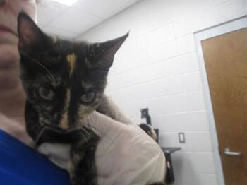 A388770 -  Domestic Short Hair Cat for Adoption in Ocala, Florida - A388770 | PetCurious