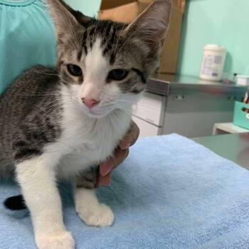 Rescue Domestic Short Hair Cats for Adoption in Fort Lauderdale, Florida - Tenerife Sea | PetCurious