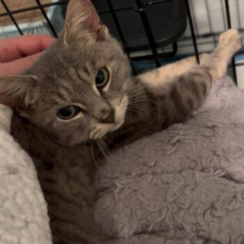 Domestic Short Hair Cats Available for Adoption - 25-225 Sloan | PetCurious