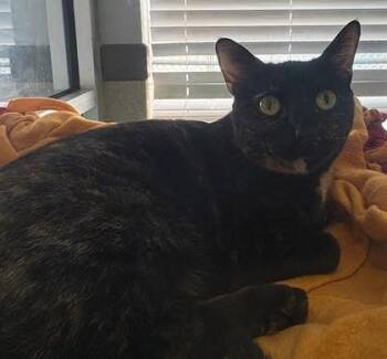 Domestic Short Hair Cats Available for Adoption - Hershey | PetCurious
