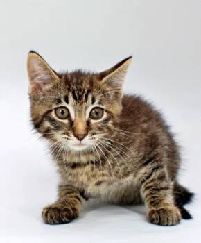 Trixie -  Domestic Short Hair Cat Available for Adoption in Morton Grove, Illinois - Trixie | PetCurious
