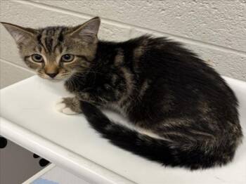 CAITLIN CLARK -  Domestic Short Hair Cat for Adoption in Derwood, Maryland - CAITLIN CLARK | PetCurious