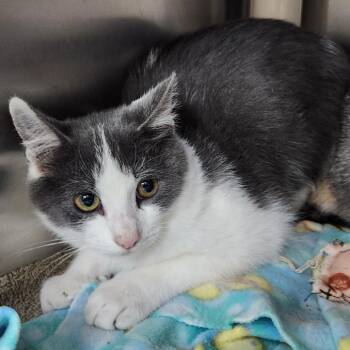 Diorite -  Domestic Short Hair Cat for Adoption in Walker, Michigan - Diorite | PetCurious
