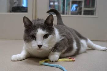 Daisy -  Domestic Short Hair Cat for Adoption in New Milford, Connecticut - Daisy | PetCurious