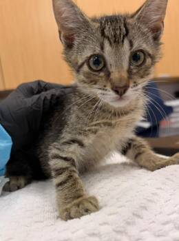 Moe -  Domestic Short Hair Cat for Adoption in Hartsville, South Carolina - Moe | PetCurious