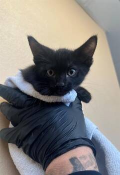 FIRESTONE -  Domestic Short Hair Cat for Adoption in Thousand Palms, California - FIRESTONE | PetCurious
