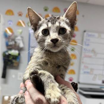 Elegant Etta -  Tabby and Domestic Short Hair Cat for Adoption in Columbia, South Carolina - Elegant Etta | PetCurious