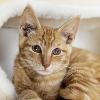 Lincoln -  Domestic Short Hair Cat for Adoption in Camano, Washington - Lincoln | PetCurious