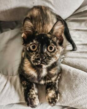 Rescue Domestic Short Hair Cats for Adoption in Fort Worth, Texas - Cattarina | PetCurious